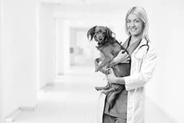 Veterinary practitioner